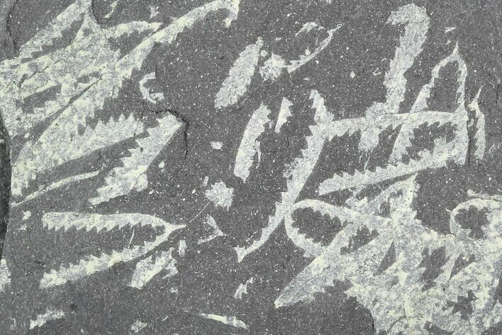 Fossil Graptolite Cluster (Didymograptus) - Great Britain #103413